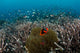 Clownfish and Anemone Hard Wall Decal
