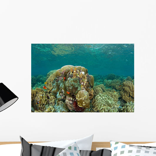 Clownfish Swim around Coral Wall Decal