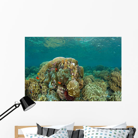 Clownfish Swim around Coral Wall Decal