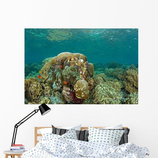 Clownfish Swim around Coral Wall Decal