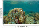 Clownfish Swim around Coral Wall Decal