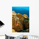Clownfish Hiding Anemone Apo Wall Decal
