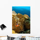 Clownfish Hiding Anemone Apo Wall Decal