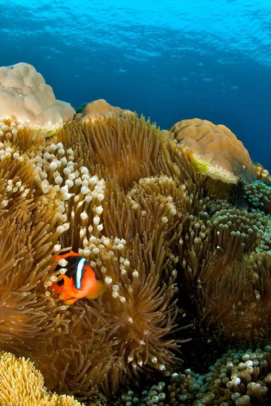 Clownfish Hiding Anemone Apo Wall Decal