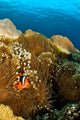 Clownfish Hiding Anemone Apo Wall Decal
