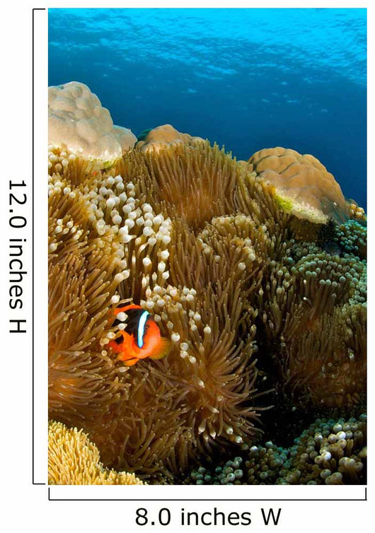 Clownfish Hiding Anemone Apo Wall Decal