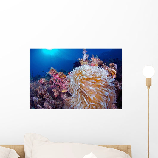 Clownfish Hiding Anemone Siquijor Wall Decal