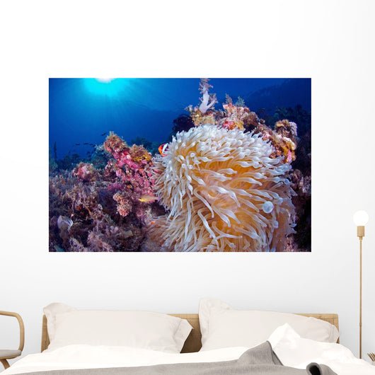 Clownfish Hiding Anemone Siquijor Wall Decal