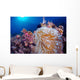 Clownfish Hiding Anemone Siquijor Wall Decal