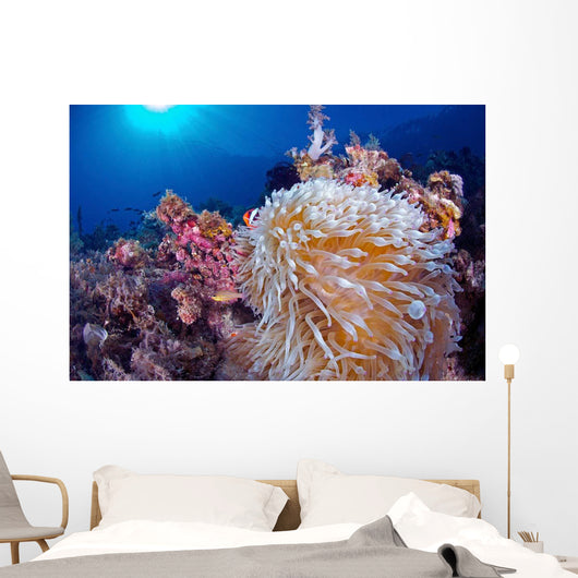 Clownfish Hiding Anemone Siquijor Wall Decal