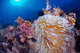 Clownfish Hiding Anemone Siquijor Wall Decal