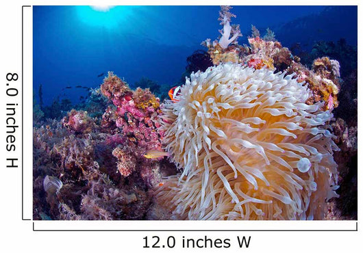 Clownfish Hiding Anemone Siquijor Wall Decal