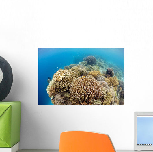 Coral Gardens around Moalboal Wall Decal Design 4