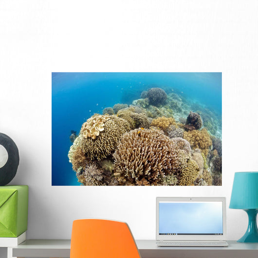 Coral Gardens around Moalboal Wall Decal Design 4