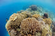 Coral Gardens around Moalboal Wall Decal Design 4