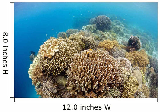 Coral Gardens around Moalboal Wall Decal Design 4