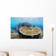 Coral Gardens around Moalboal Wall Decal Design 3