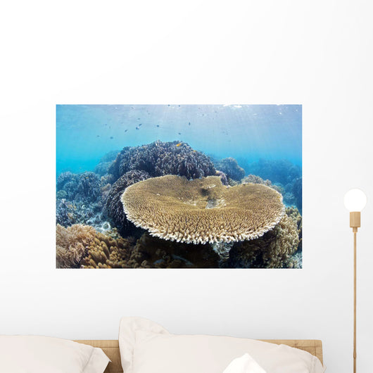 Coral Gardens around Moalboal Wall Decal Design 3