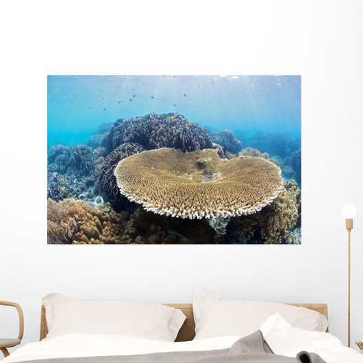 Coral Gardens around Moalboal Wall Decal Design 3