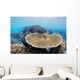 Coral Gardens around Moalboal Wall Decal Design 3