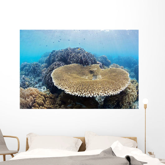 Coral Gardens around Moalboal Wall Decal Design 3