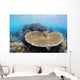 Coral Gardens around Moalboal Wall Decal Design 3