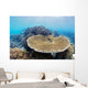 Coral Gardens around Moalboal Wall Decal Design 3