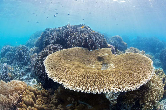 Coral Gardens around Moalboal Wall Decal Design 3