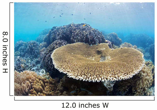 Coral Gardens around Moalboal Wall Decal Design 3