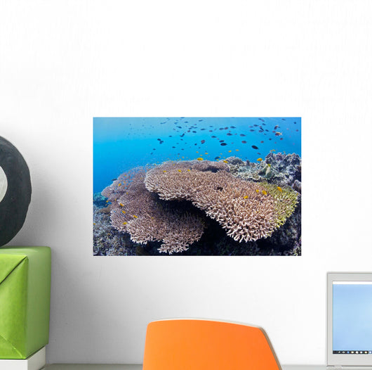 Coral Gardens around Moalboal Wall Decal Design 2