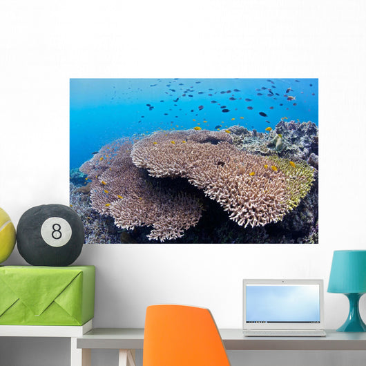 Coral Gardens around Moalboal Wall Decal Design 2