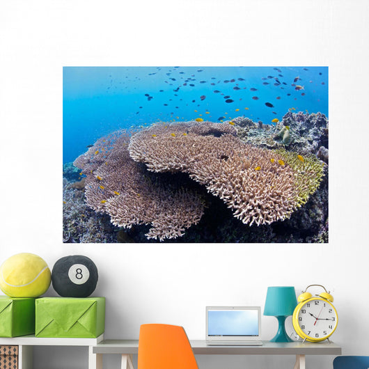 Coral Gardens around Moalboal Wall Decal Design 2