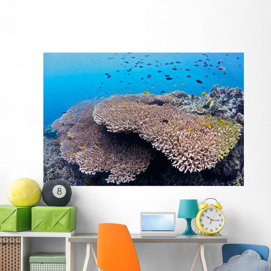 Coral Gardens around Moalboal Wall Decal Design 2