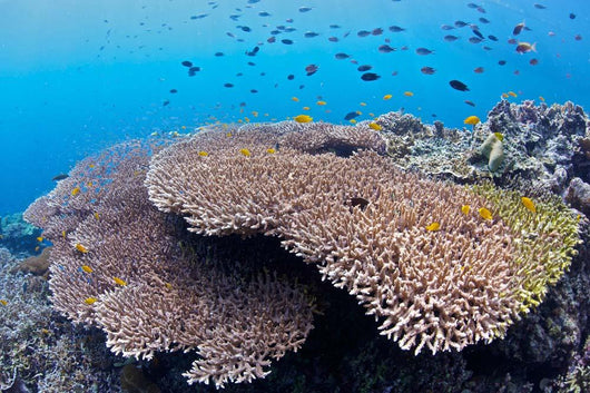 Coral Gardens around Moalboal Wall Decal Design 2
