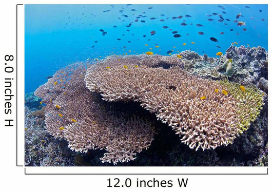 Coral Gardens around Moalboal Wall Decal Design 2