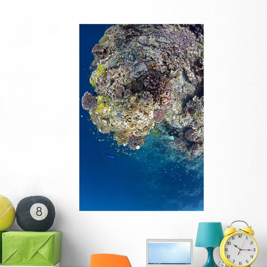 Coral Gardens around Moalboal Wall Decal Design 1