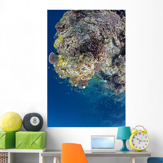 Coral Gardens around Moalboal Wall Decal Design 1