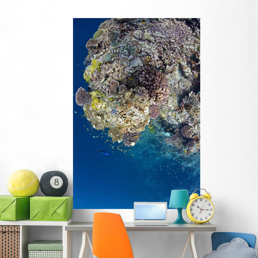 Coral Gardens around Moalboal Wall Decal Design 1