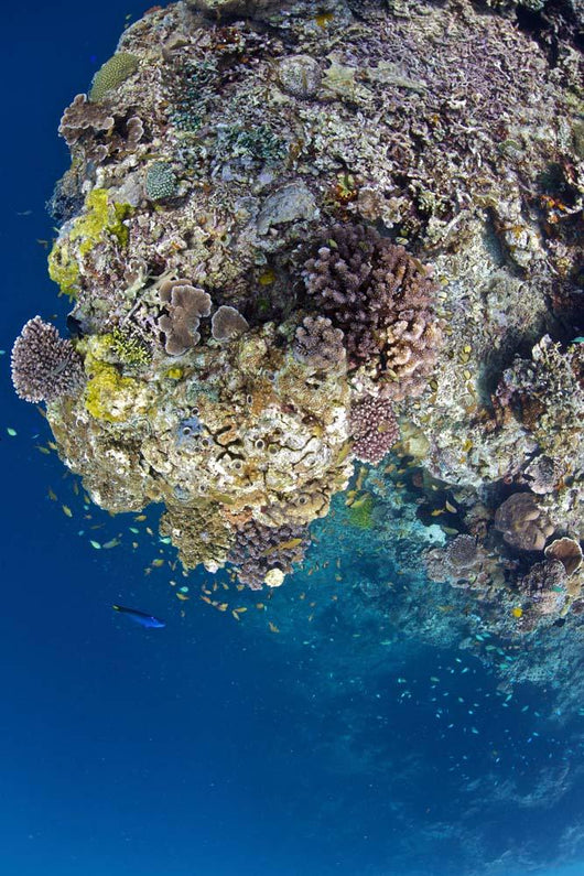Coral Gardens around Moalboal Wall Decal Design 1