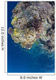 Coral Gardens around Moalboal Wall Decal Design 1