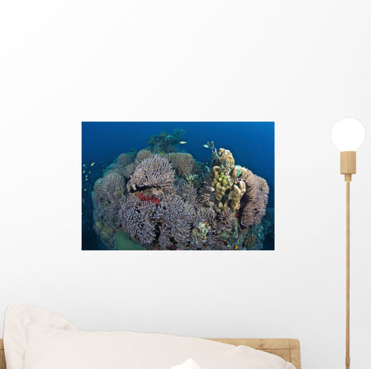 Coral Reefs Siaton Philippines Wall Decal