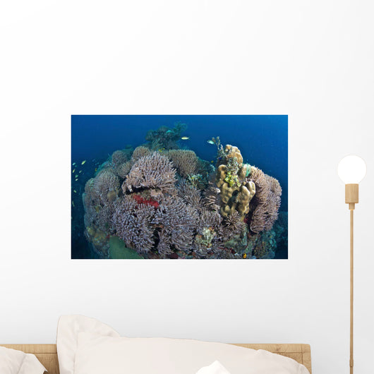 Coral Reefs Siaton Philippines Wall Decal