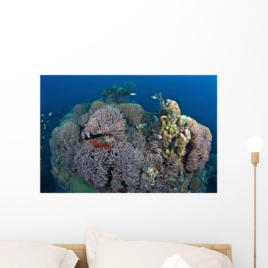 Coral Reefs Siaton Philippines Wall Decal