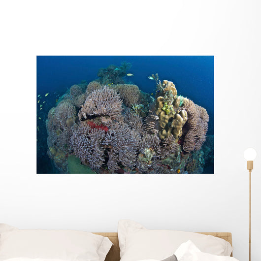 Coral Reefs Siaton Philippines Wall Decal