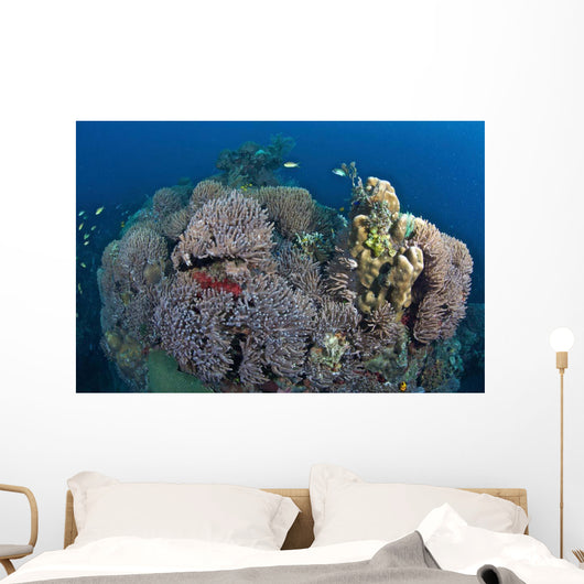 Coral Reefs Siaton Philippines Wall Decal