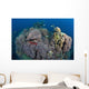 Coral Reefs Siaton Philippines Wall Decal