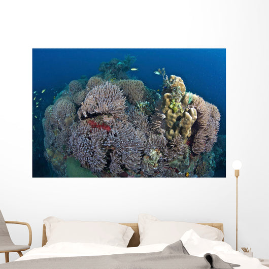 Coral Reefs Siaton Philippines Wall Decal