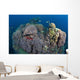 Coral Reefs Siaton Philippines Wall Decal