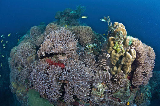 Coral Reefs Siaton Philippines Wall Decal