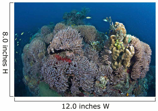 Coral Reefs Siaton Philippines Wall Decal
